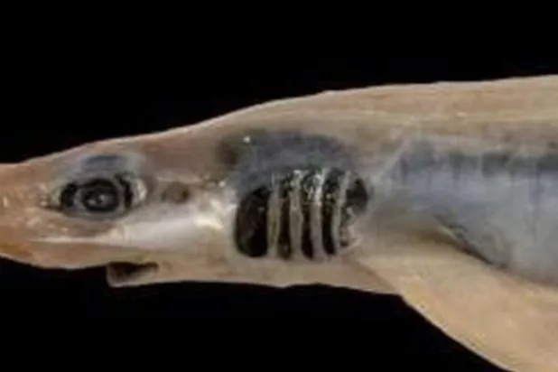 العثور على سمكة قرش بلا جلد أو أسنان في بحر سردينيا (صور)