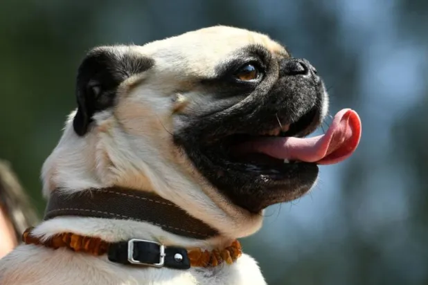 كلب «فضولي» يغرّم مسؤولي ولاية أميركية 7000 دولار