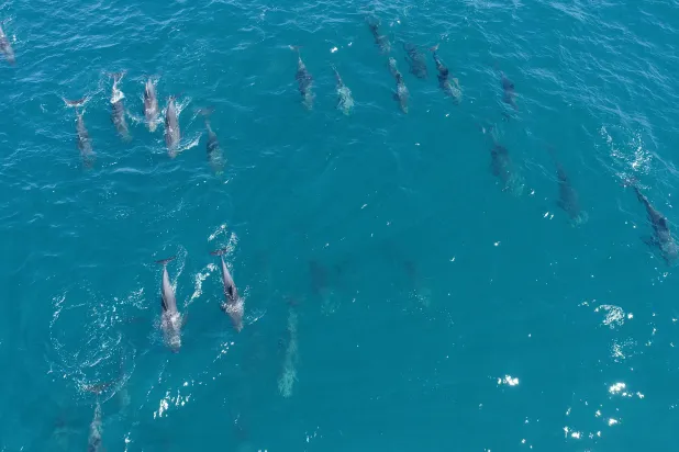 نفوق عشرات الدلافين جراء كارثة التسرب النفطي قبالة موريشيوس