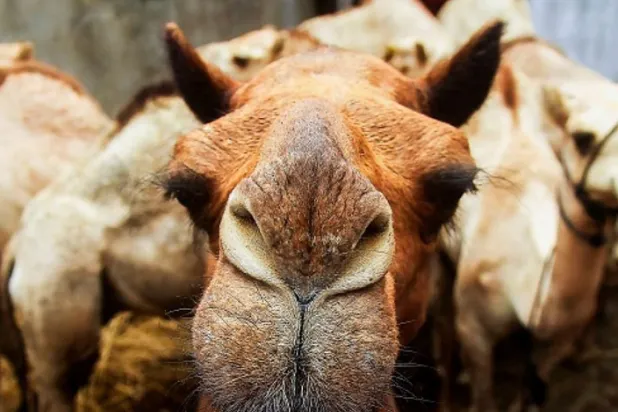 Kum fırtınalarının sebebi develer mi?