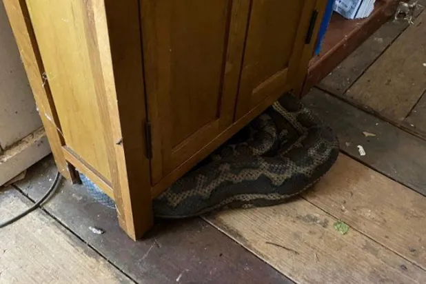 ثعبانان يقتحمان منزلاً في أستراليا عبر تحطيم سقفه (صور)