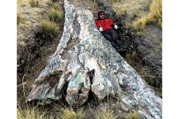 شجرة عمرها 10 ملايين سنة تكشف معدلات رطوبة قياسية