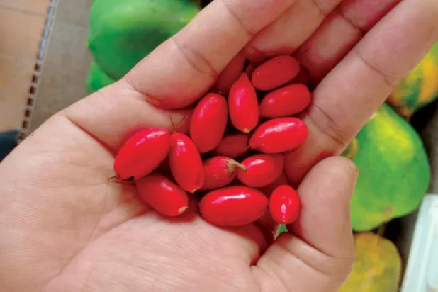حبة توت أفريقية تحلّي الطعام وتخلّص من السمنة
