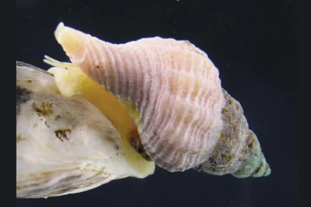 القواقع البحرية تسبح بطرق مختلفة