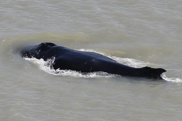 حيتان حدباء تضلّ مسارها في نهر بأستراليا