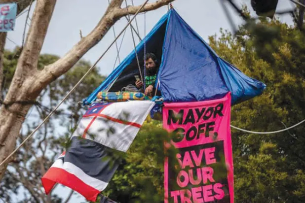 نيوزيلنديون يتصدون لإزالة أشجار عمرها 100 عام