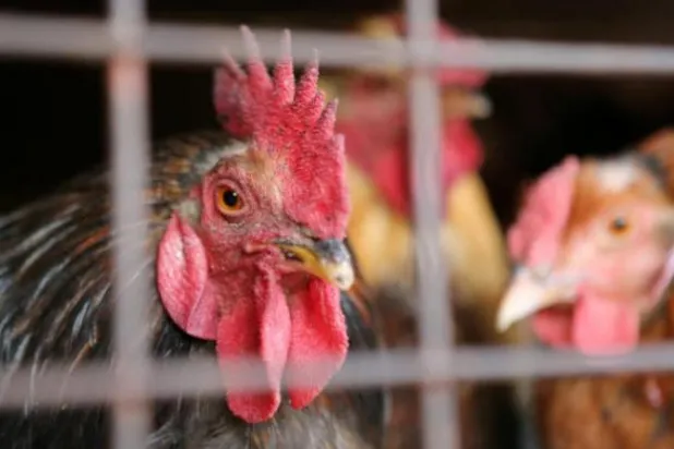 القبض على مزارع يغذي الدجاج بـ300 شجيرة قنب