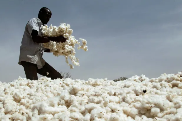 How the 'Success Story' of Genetically Modified Cotton in Burkina Faso Fell Apart