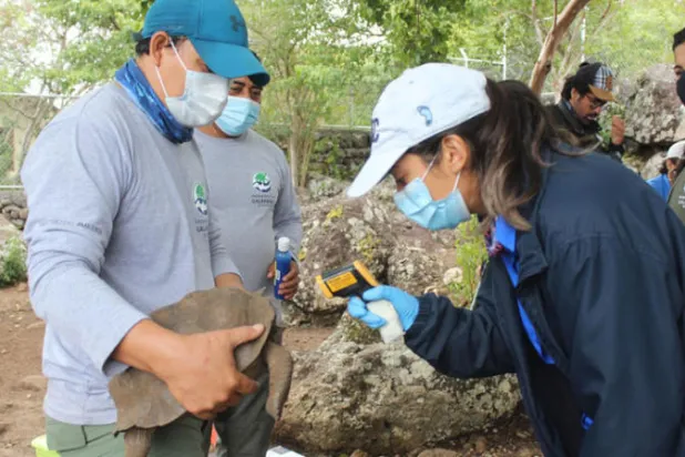 36 سلحفاة «غالاباغوس» تُعاد من الأسر إلى موطنها الطبيعي