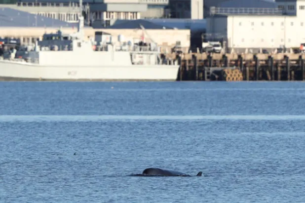 إجلاء حيتان من بحيرة اسكوتلندية قبل مناورات عسكرية