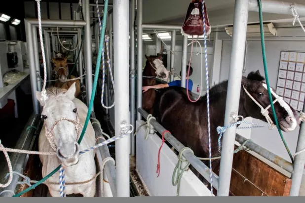 تجريب علاج لـ«كورونا» من دم الأحصنة