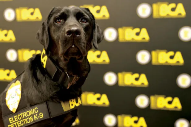 كلب بوليسي مدرب للكشف عن قضايا «الافتراس الجنسي»