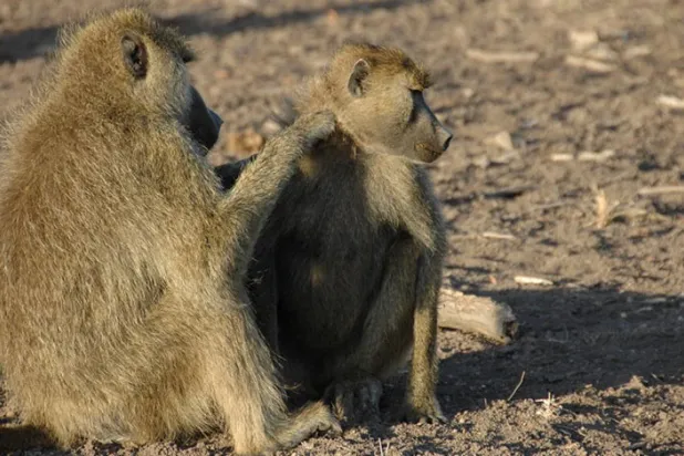 Dişilerle arkadaş olmanın erkek babunların ömrünü uzattığı ortaya çıktı