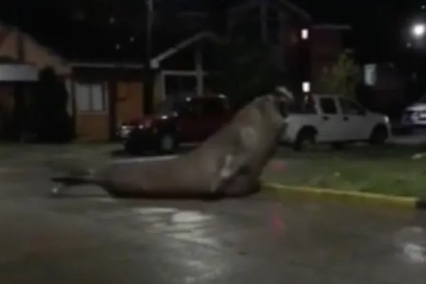 بالفيديو... فيل بحر يخرج من المحيط ليتجوَل في بلدة تشيلية ويتسبب بفوضى