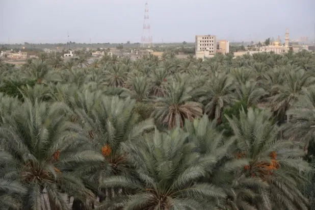 Irak’ın ‘nefes almak için’ 14 milyar ağaca ihtiyacı var