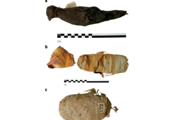حيوانات مصر القديمة قُتلت بـ«احترافية» قبل تحنيطها