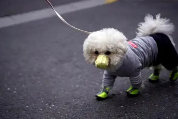 Koronavirüs 26 tür hayvana bulaşabiliyor