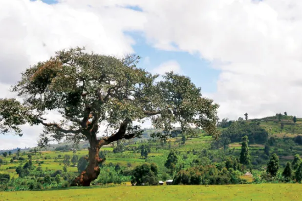 أشجار جنوب الصحراء الكبرى عددها أكبر مما يُعتقَد