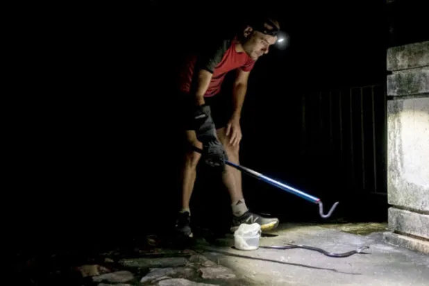 تهدف رحلات السفاري الحضرية إلى التعامل مع رهاب البعض من الثعابين (نيويورك تايمز)