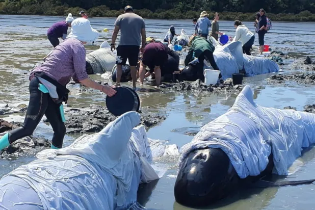 نفوق أكثر من 12 حوتاً علقت على شاطئ في نيوزيلندا