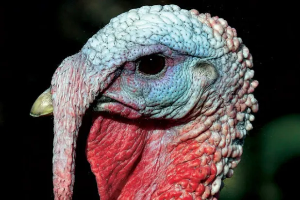 وجبات الديك الرومي تعالج اضطرابات الهضم