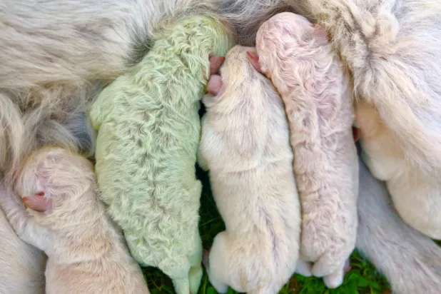 الأول من نوعه في العالم... ولادة جرو أخضر في إيطاليا (صور)