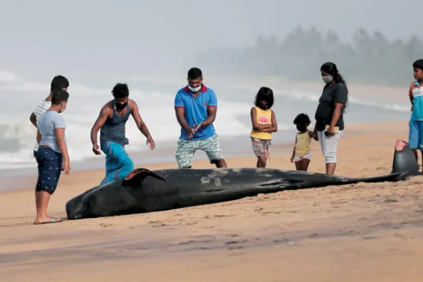 إنقاذ 120 حوتاً طياراً بعد جنوحها عند شواطئ سريلانكا
