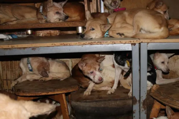 هواية غريبة لياباني جمع 164 كلباً في منزل