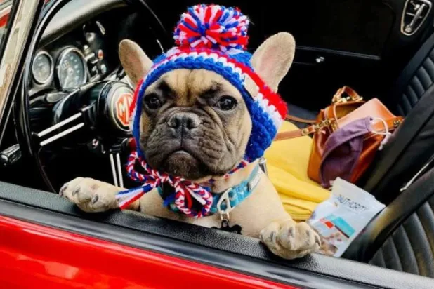 أحدثهم بولدوغ فرنسي... بلدة أميركية يحكمها الكلاب منذ 1988