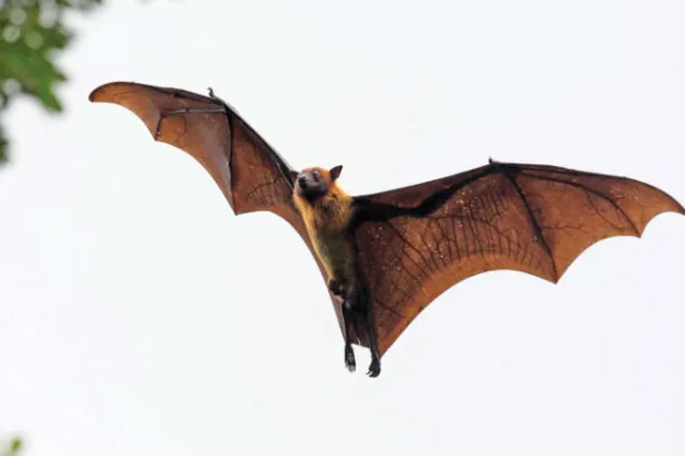الخفافيش المُجعدة تتخفى بأقنعة لاجتذاب الإناث