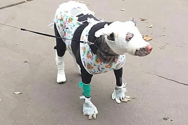 «بكت من الألم»... كلبة تنقذ مرضى من حريق بدار مسنين وتصاب بحروق بالغة