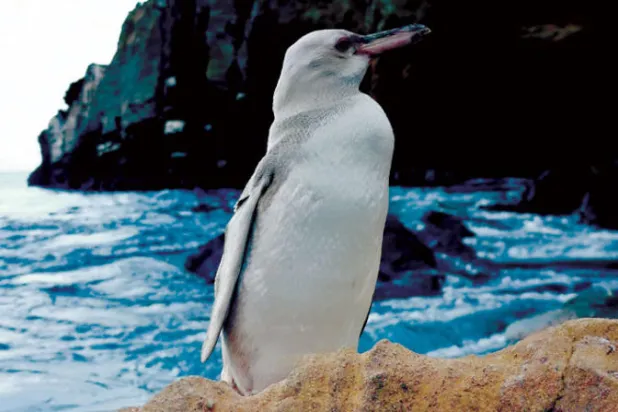 العثور على طائر بطريق أبيض «نادر»