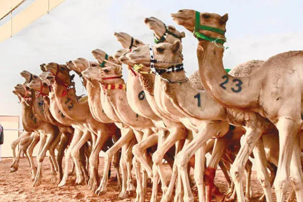 سباق رماح للهجن يختتم اليوم و«شعلة» تتصدر