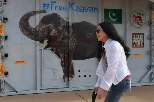 المغنية الأميركية شير بجانب الصندوق الذي يحمل الفيل الآسيوي كافان عند وصوله إلى كمبوديا من باكستان في مطار سيم ريب الدولي (أ.ف.ب)