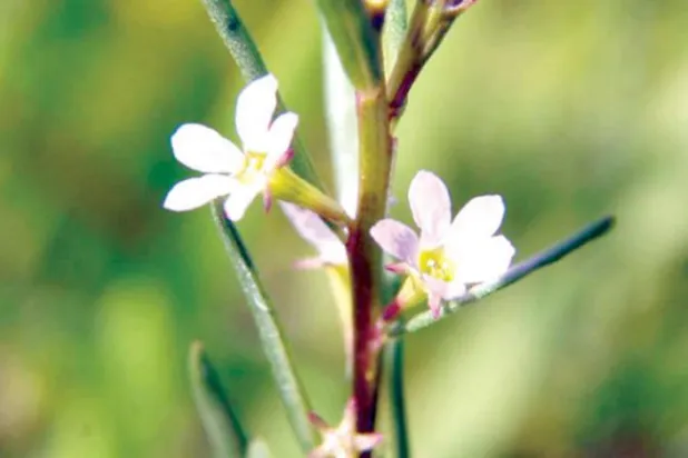 İngiltere’de hayalet gölde sürpriz keşif: Grass-poly çiçeği   