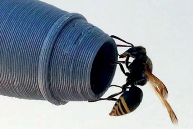 «دبابير ثقب المفتاح» تغزو الطائرات في مطار بريزبان بأستراليا