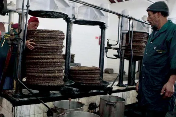 تراجع إنتاج زيت الزيتون التونسي 65 %