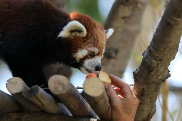 حديقة حيوان في تشيلي تقدم زوجين من الباندا الحمراء النادرة