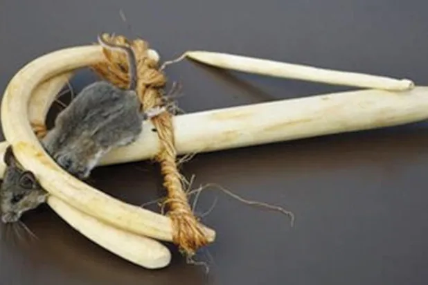 محاكاة صيد الفراعنة لـ«الزَبّابة المقدسة»