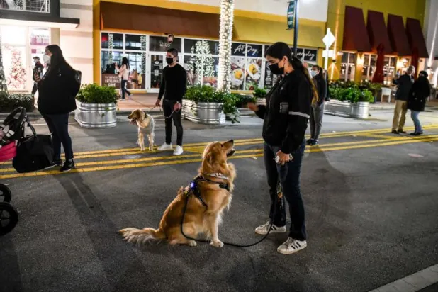 هل يفهم كلبك كل ما تقوله له؟