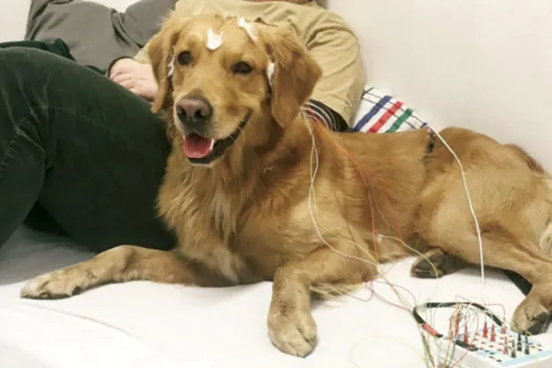 الكلاب لا تفهم البشر جيداً