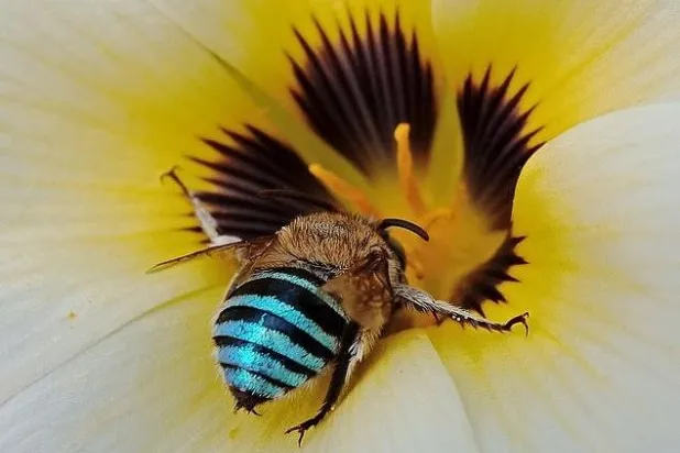 نحل أزرق وليس له ملكة... هل كنت تعلم بوجوده؟