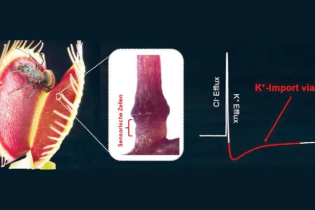 نبات ينتج الكهرباء لاصطياد الذباب