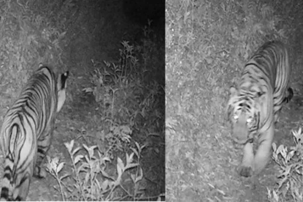 رصد نمر بنغالي ملكي على ارتفاع شاهق في نيبال