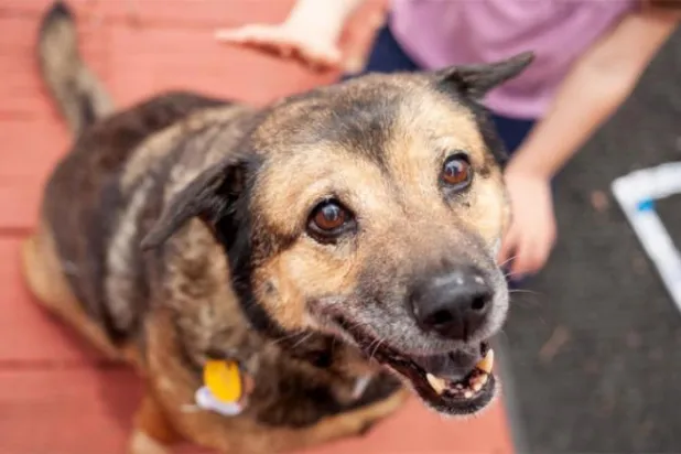 Köpekler ter kokusundan koronavirüs hastalarını tespit edebiliyor