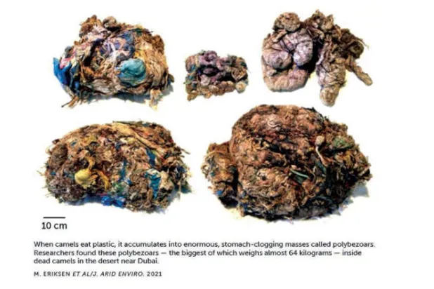 النفايات البلاستيكية خطر سام في أمعاء الجِمال