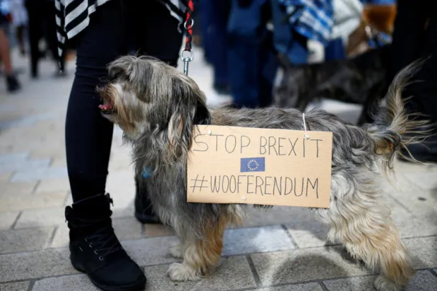 جوازات سفر الكلاب والقطط والقوارض تنضم لضحايا بريكست