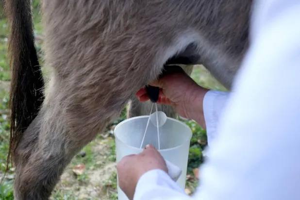 «كورونا» يزيد الطلب على حليب الحمير في ألبانيا