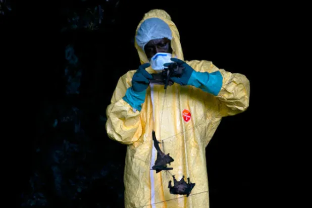 رحلة البحث عن الفيروسات الناشئة في غابة الغابون البكر