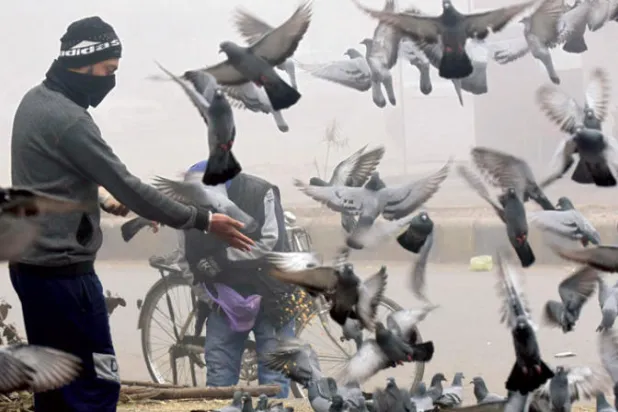 تربية الحمام الزاجل هواية تجذب الشباب في السنغال